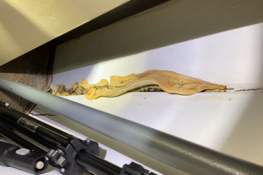 Poria fungus growth visible on drywall in a residential home