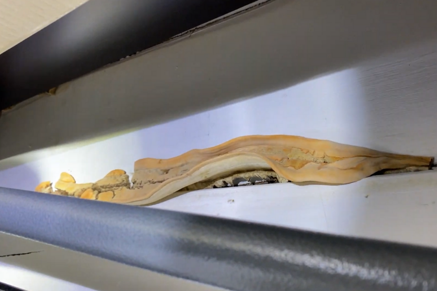 Poria fungus growth visible on drywall surface showing white rhizomorph strands