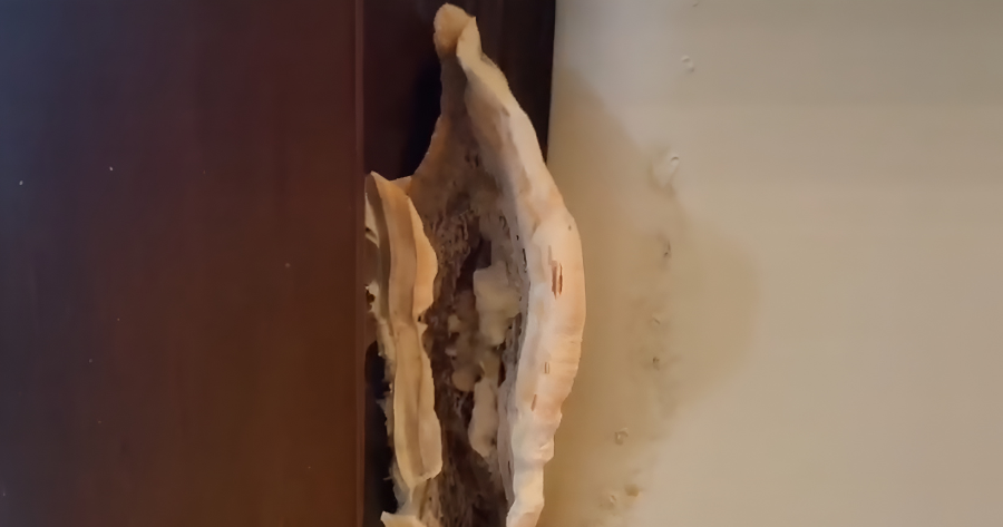 Poria fungus growth on structural wood framing showing brown rot and cubical fracture damage