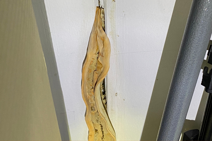 Poria vs. Dry Rot vs. Mold