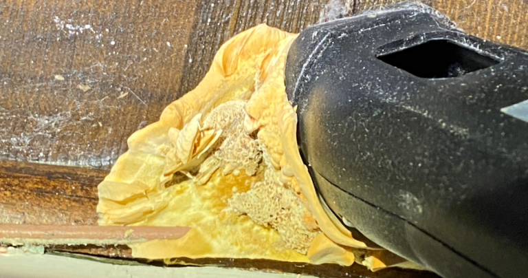 What Is Poria Fungus