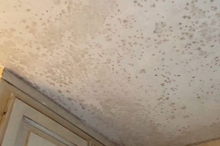Why Newport Beach Bathrooms Grow Mold on Ceilings